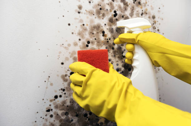 Mold Removal and Inspection in Saddle River, NJ